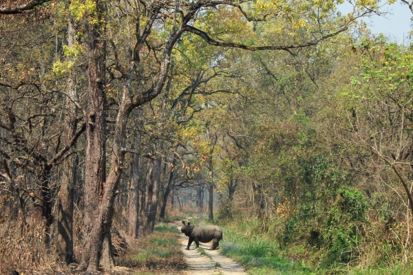 Chitwan Jungle Safari