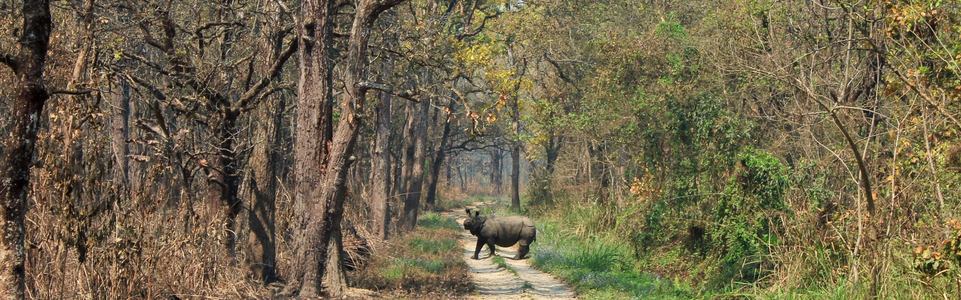 Chitwan Jungle Safari