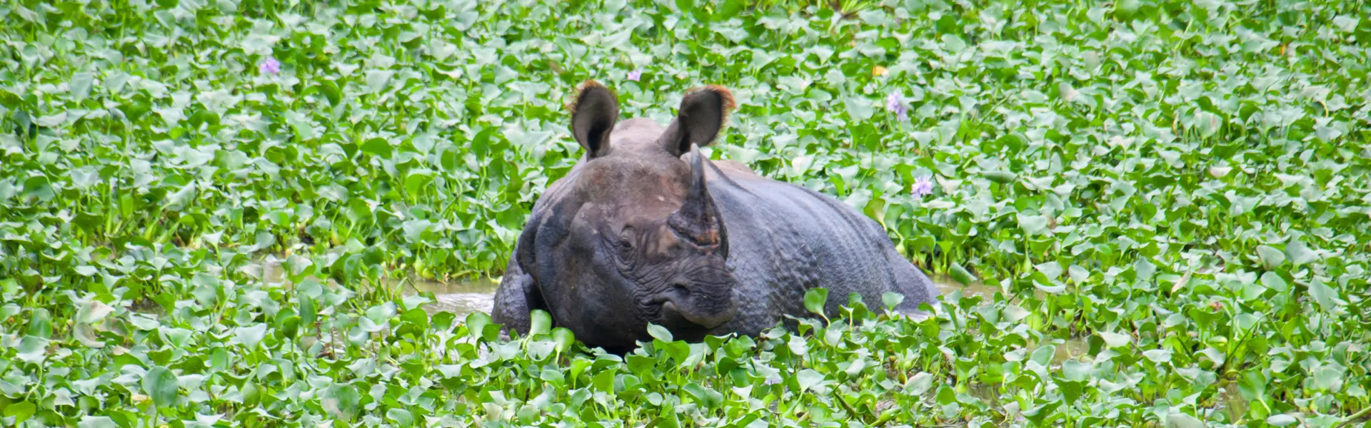 Chitwan National Park