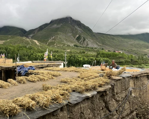 Musang Trek Harvesting Time
